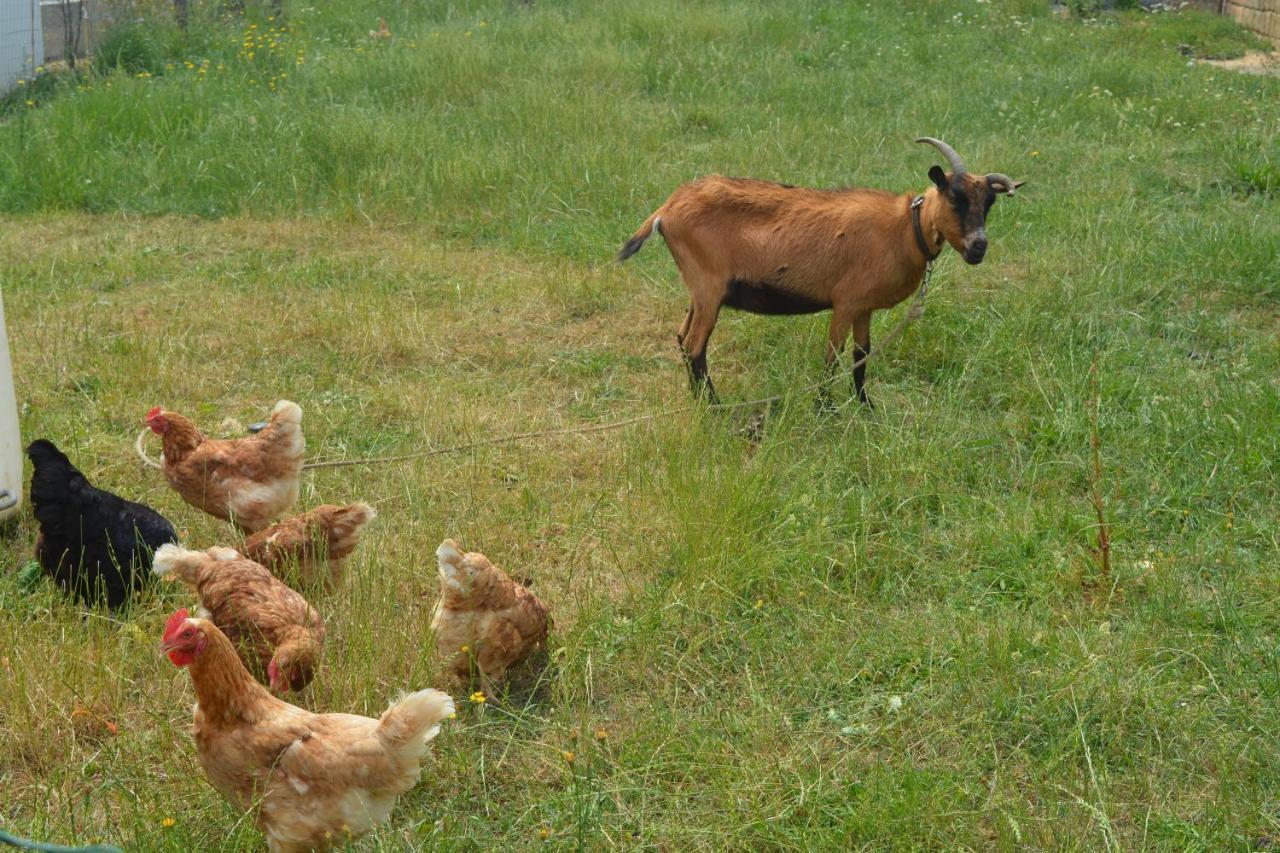 Detente Et Confort - Gite Baie Bocage Sartilly-Baie-Bocage Exterior foto